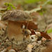 Boletus